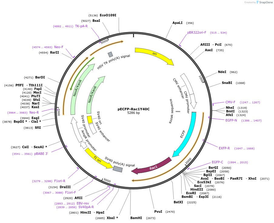 105293-plasmid-map-sequence-id-204190