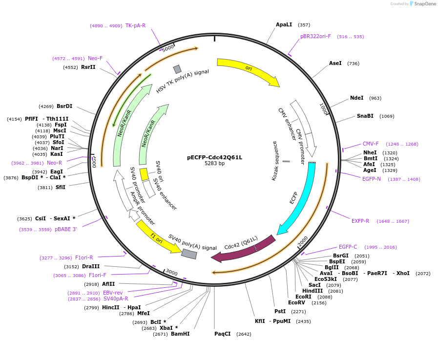 105294-plasmid-map-sequence-id-204194