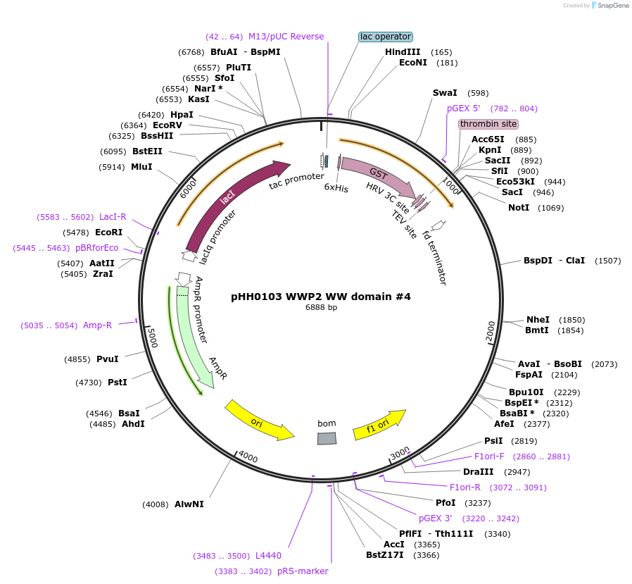 104215-plasmid-map-sequence-id-204195