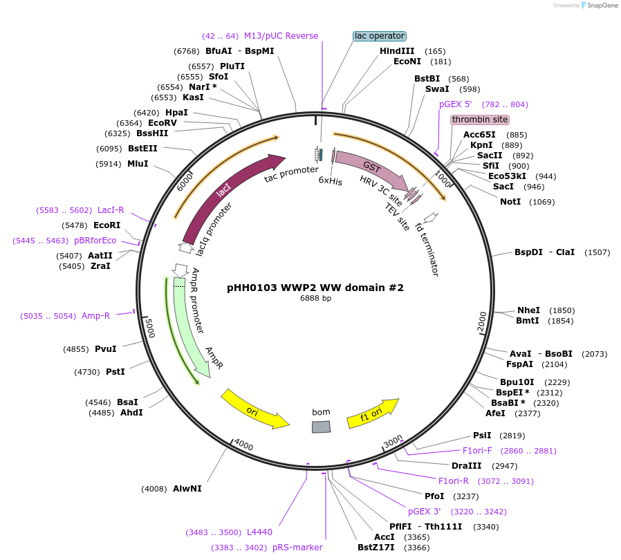 104213-plasmid-map-sequence-id-204203