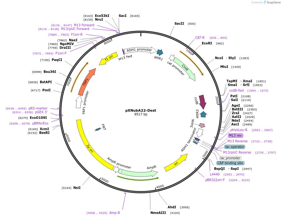 105087-plasmid-map-sequence-id-204207