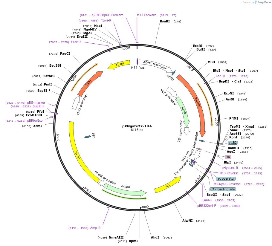 105077-plasmid-map-sequence-id-204209