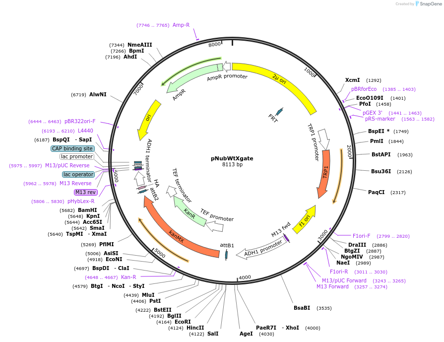 105079-plasmid-map-sequence-id-204211