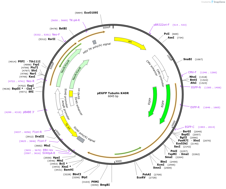 105303-plasmid-map-sequence-id-204218