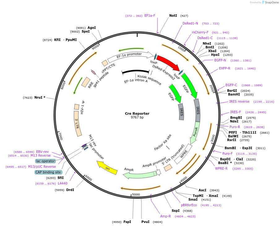62732-plasmid-map-sequence-id-204219