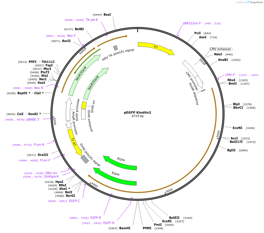 105305-plasmid-map-sequence-id-204221