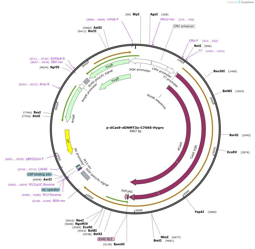 104412-plasmid-map-sequence-id-204224