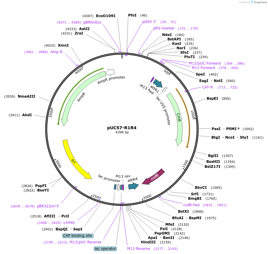 105110-plasmid-map-sequence-id-204228