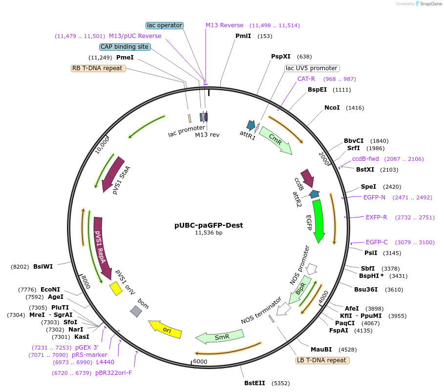 105107-plasmid-map-sequence-id-204233