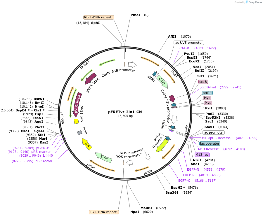 105120-plasmid-map-sequence-id-204238