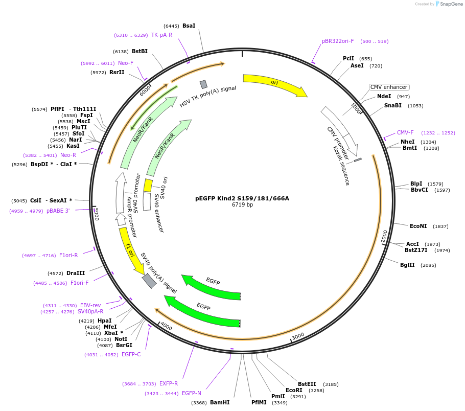 105310-plasmid-map-sequence-id-204240