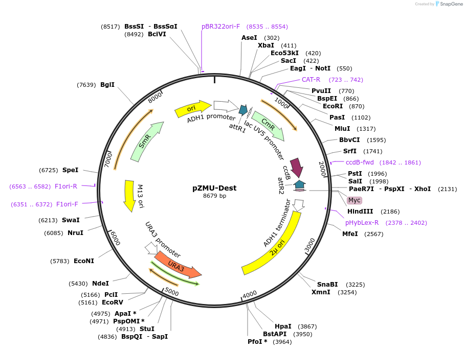 105089-plasmid-map-sequence-id-204241