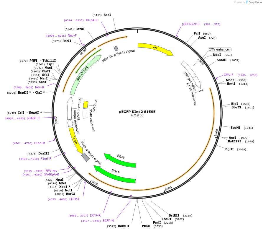 105311-plasmid-map-sequence-id-204242