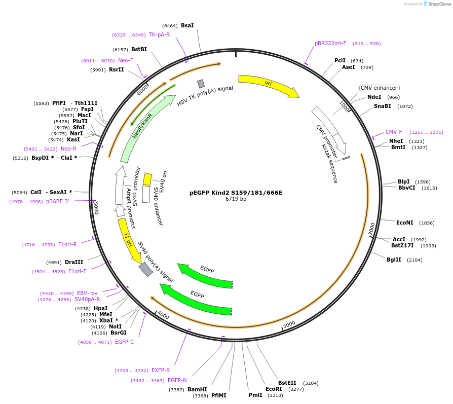 105314-plasmid-map-sequence-id-204247