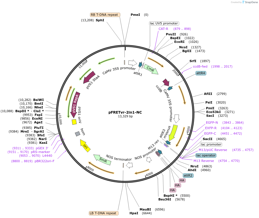 105123-plasmid-map-sequence-id-204250