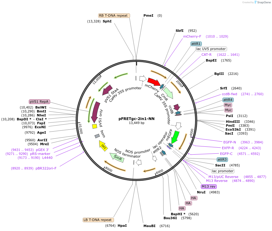 105124-plasmid-map-sequence-id-204251