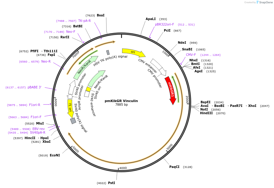 105316-plasmid-map-sequence-id-204259