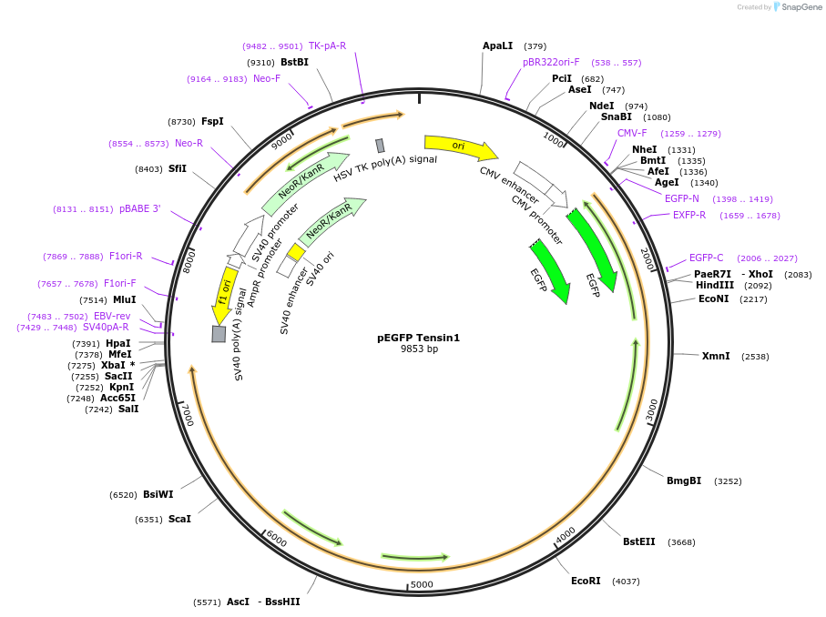 105297-plasmid-map-sequence-id-204261