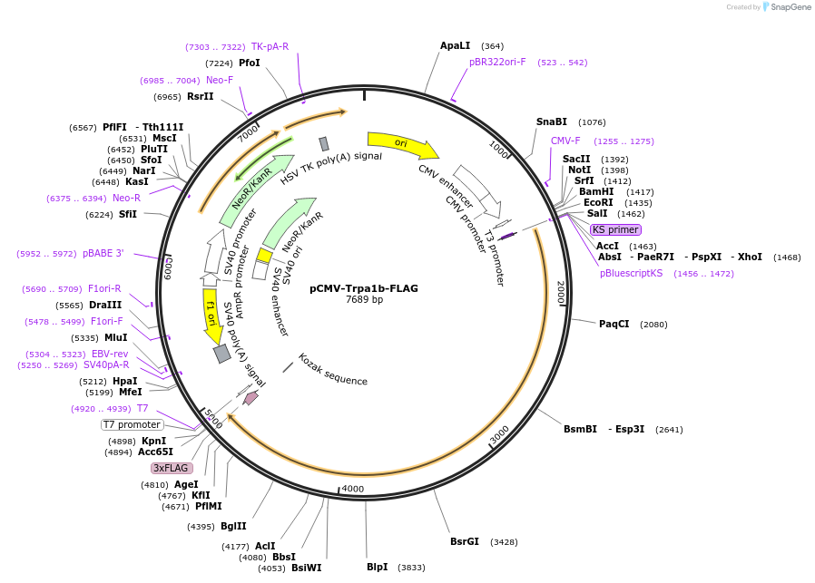 106403-plasmid-map-sequence-id-204268