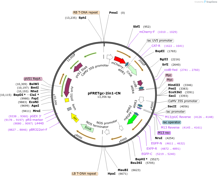 105118-plasmid-map-sequence-id-204278