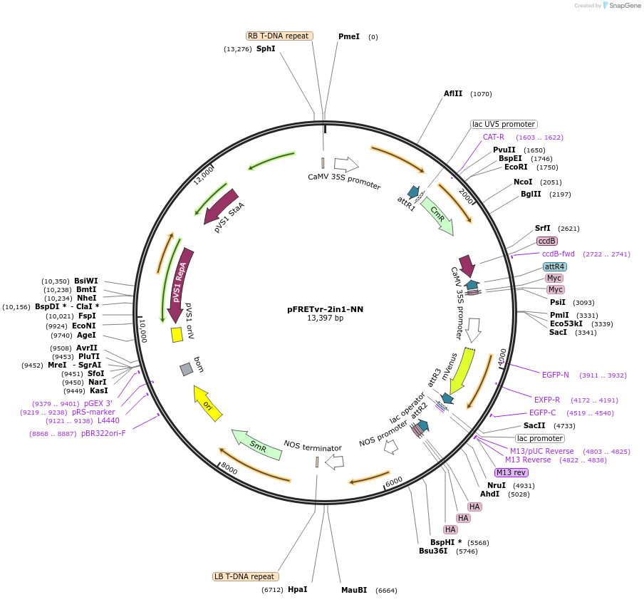105126-plasmid-map-sequence-id-204285
