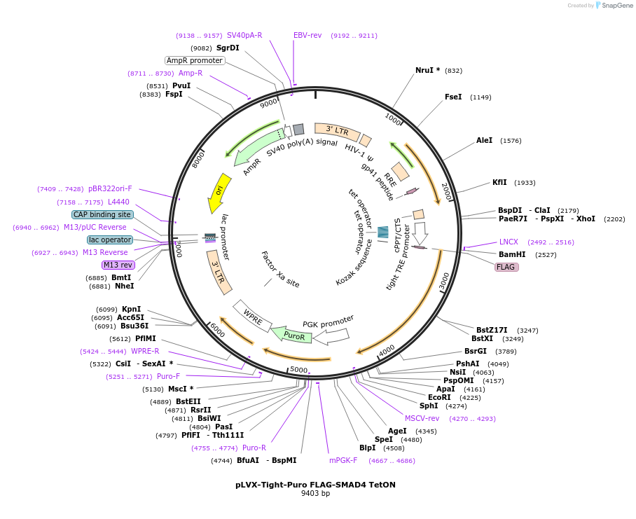 107129-plasmid-map-sequence-id-204301