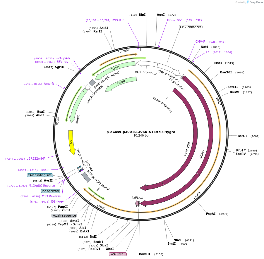 104419-plasmid-map-sequence-id-204303