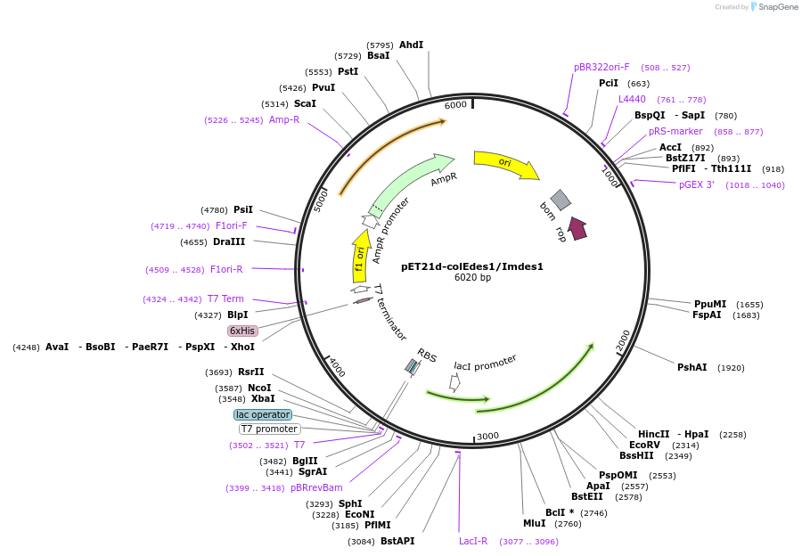 107108-plasmid-map-sequence-id-204341