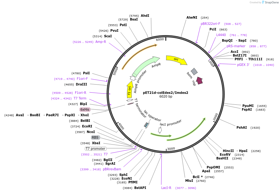 107109-plasmid-map-sequence-id-204342