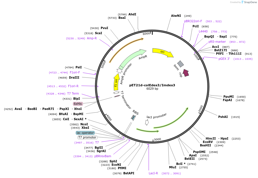 107110-plasmid-map-sequence-id-204343