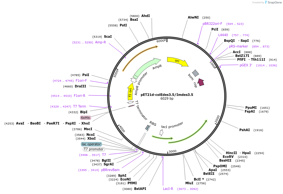 107111-plasmid-map-sequence-id-204344
