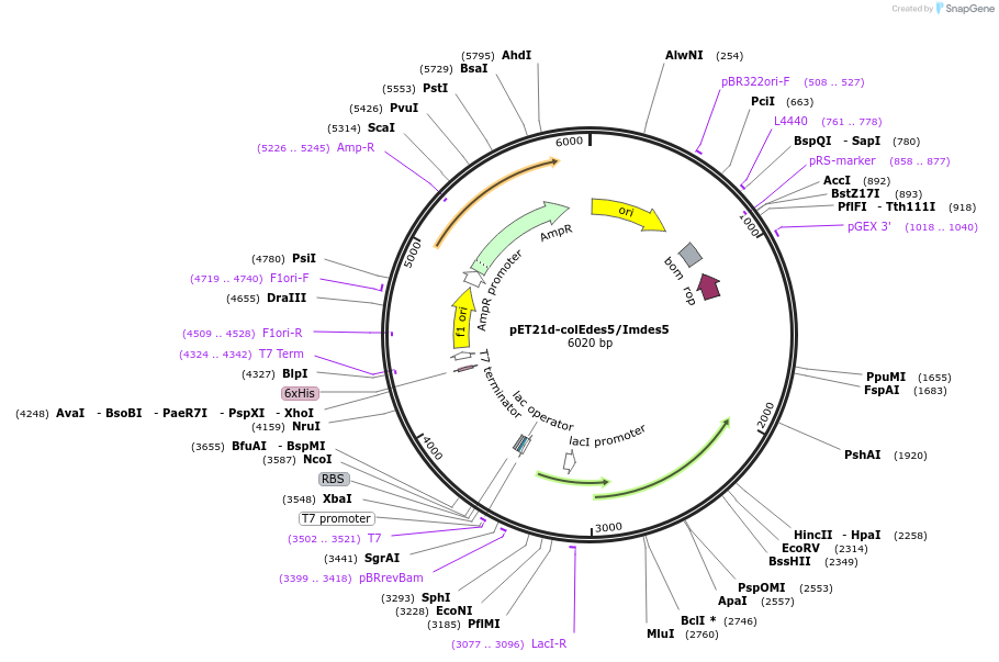 107113-plasmid-map-sequence-id-204346