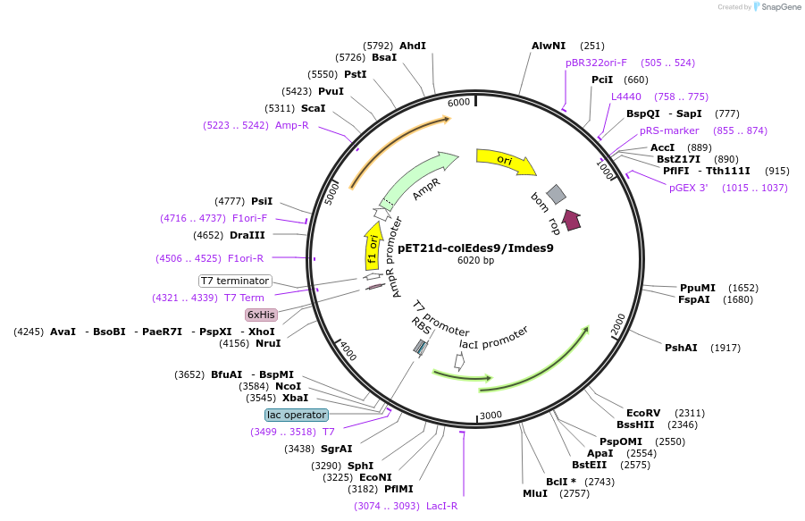 107117-plasmid-map-sequence-id-204348