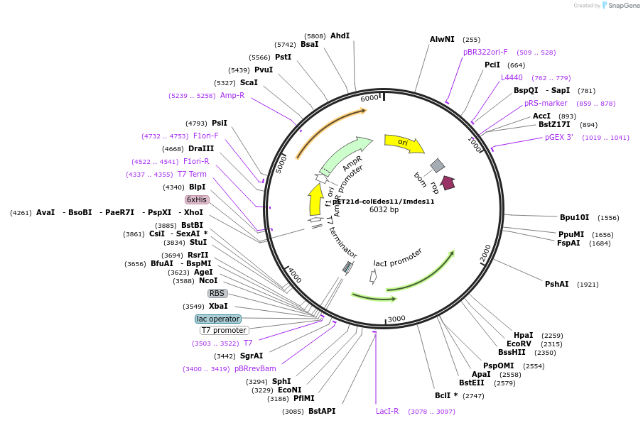 107119-plasmid-map-sequence-id-204351