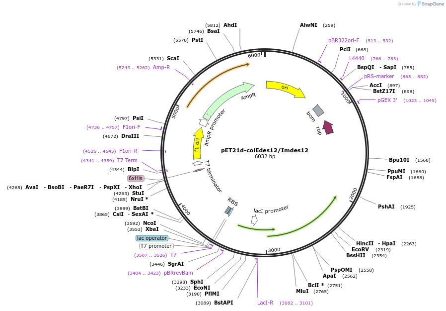 107120-plasmid-map-sequence-id-204353