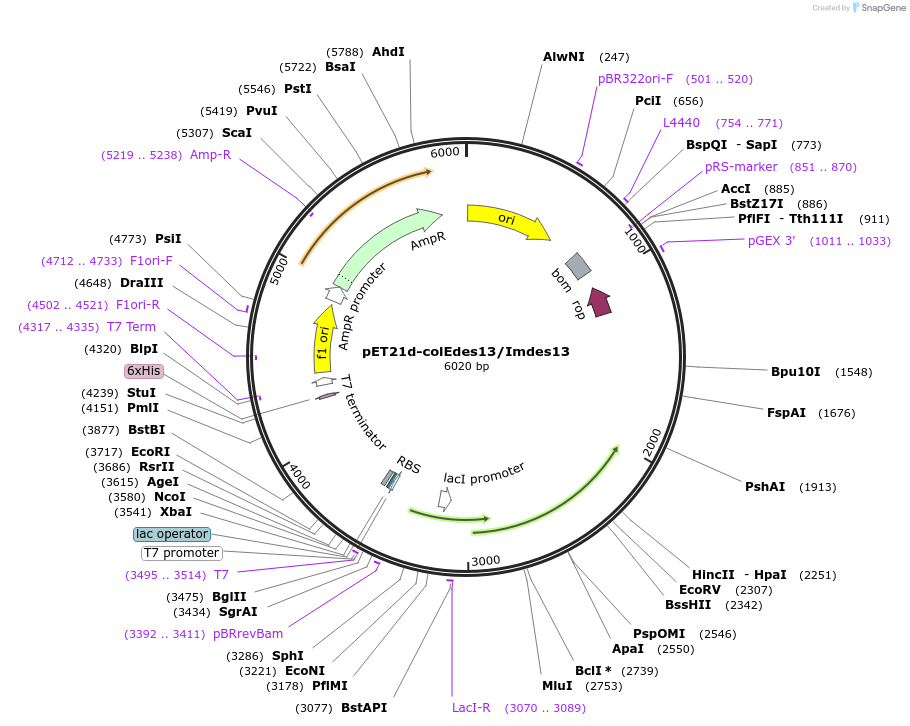 107121-plasmid-map-sequence-id-204354