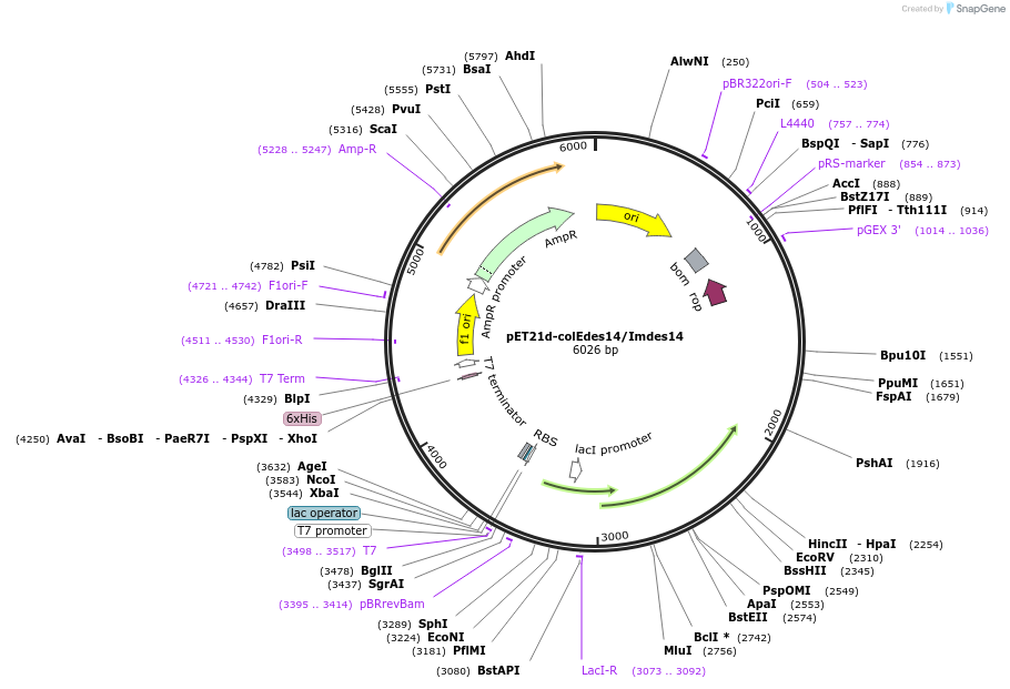 107122-plasmid-map-sequence-id-204355