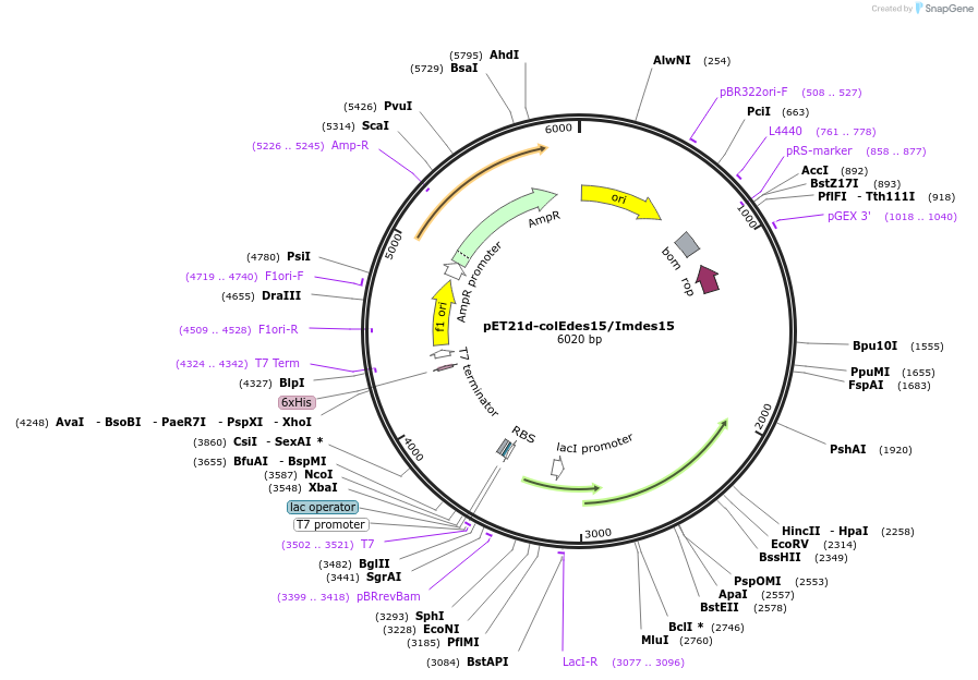107123-plasmid-map-sequence-id-204356