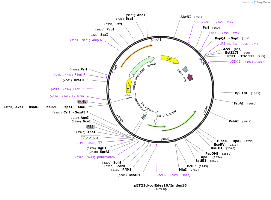 107124-plasmid-map-sequence-id-204358