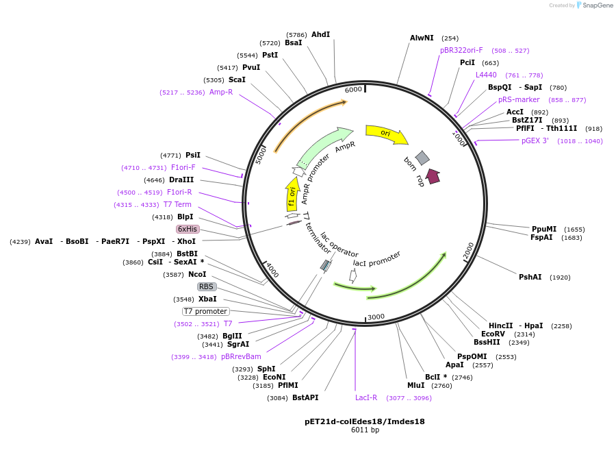 107126-plasmid-map-sequence-id-204360
