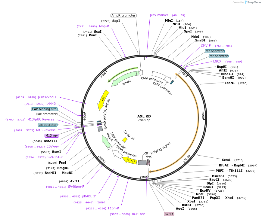 105934-plasmid-map-sequence-id-204363