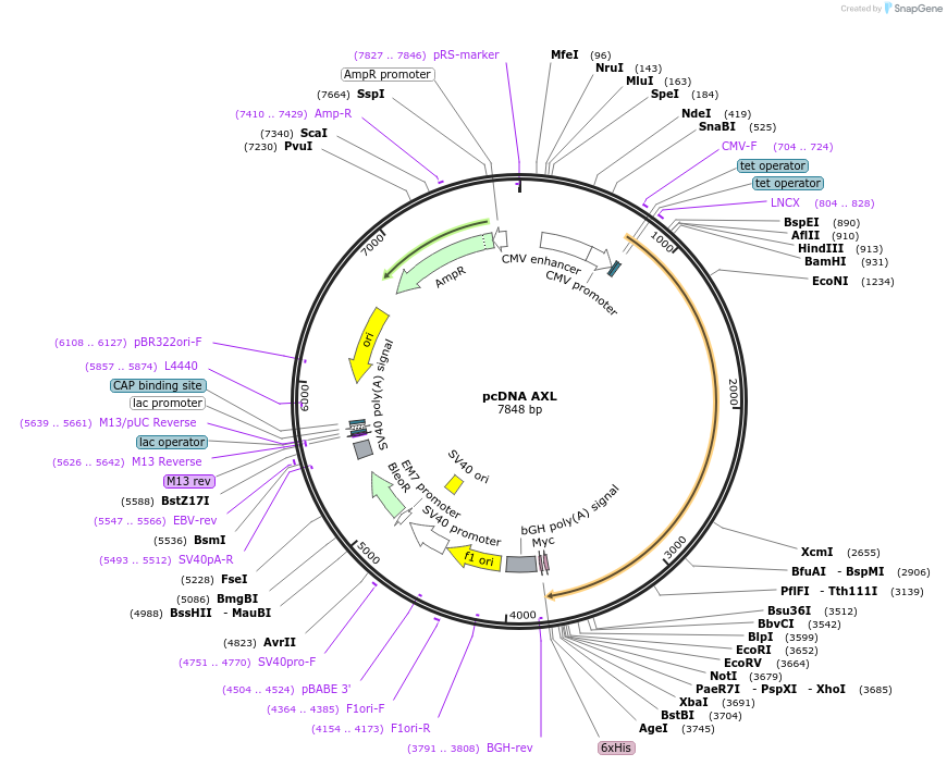 105932-plasmid-map-sequence-id-204366