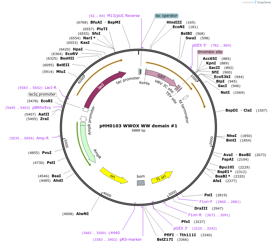 104235-plasmid-map-sequence-id-204370