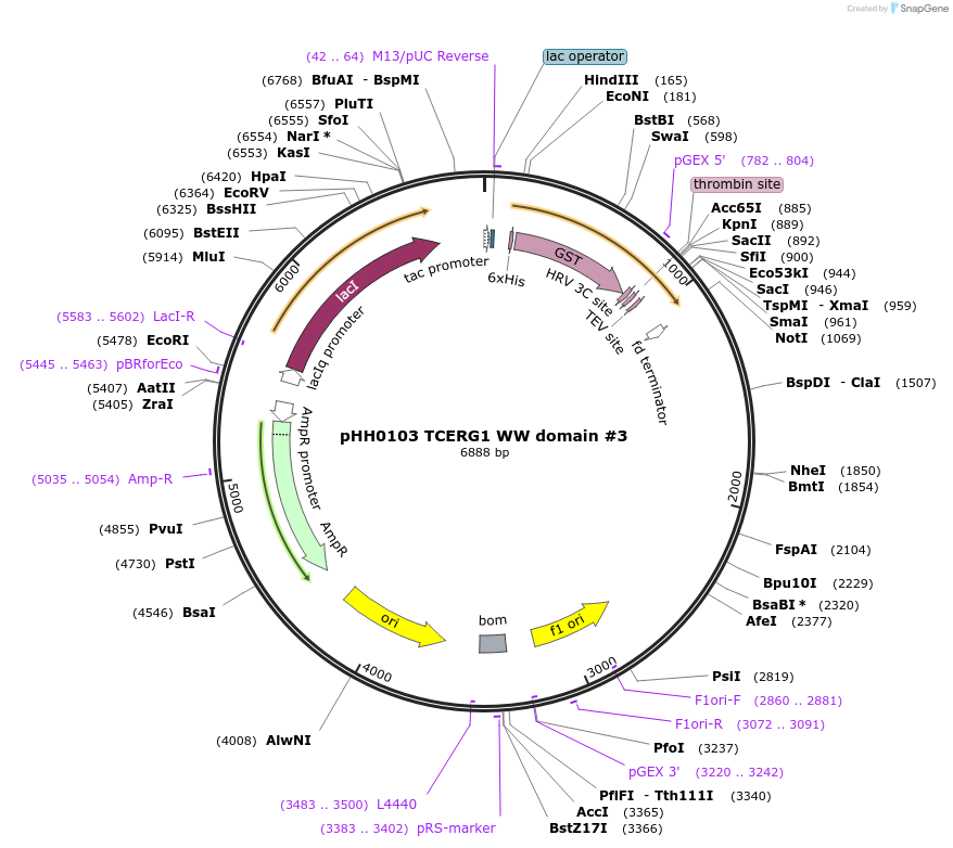 104241-plasmid-map-sequence-id-204382
