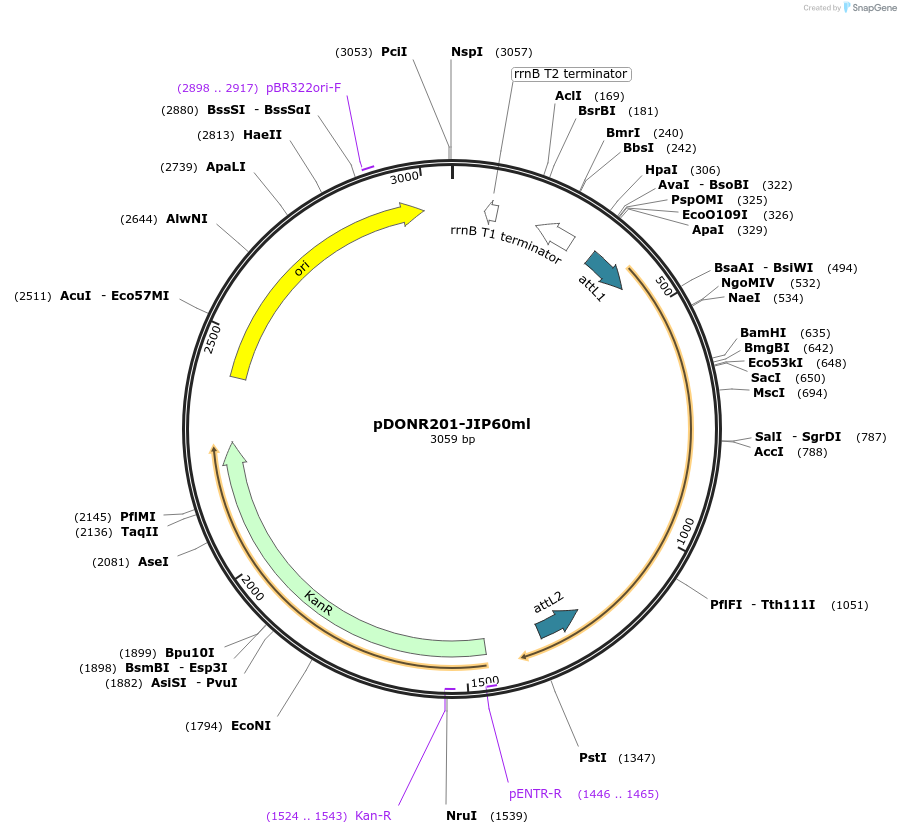 104959-plasmid-map-sequence-id-204404