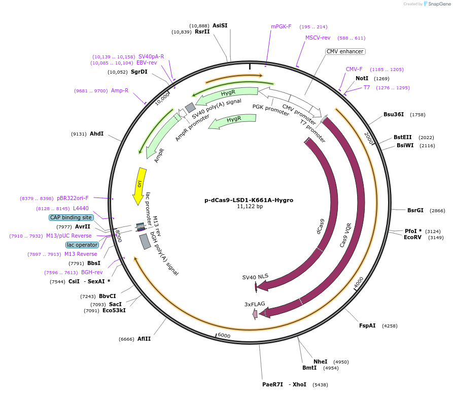 104414-plasmid-map-sequence-id-204405