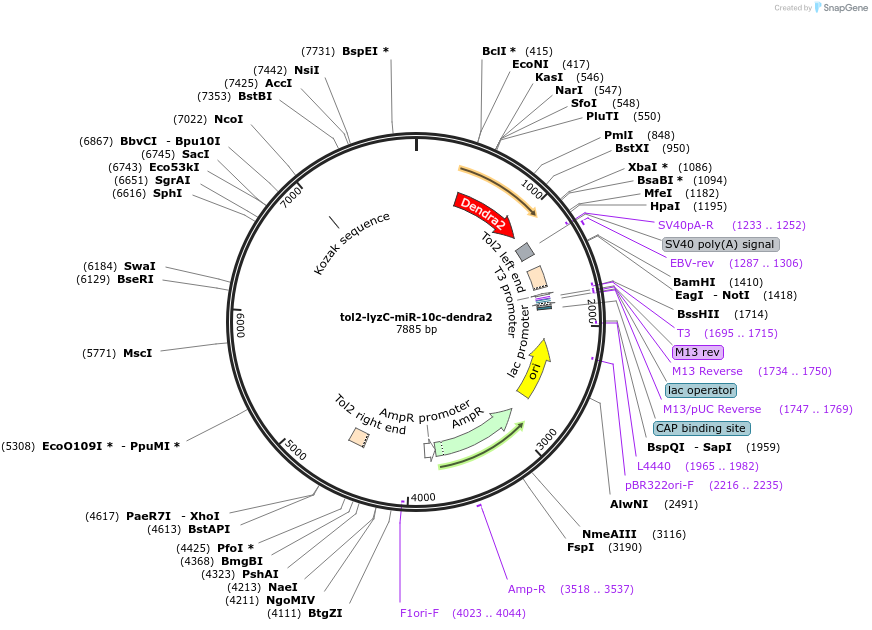 105433-plasmid-map-sequence-id-204463