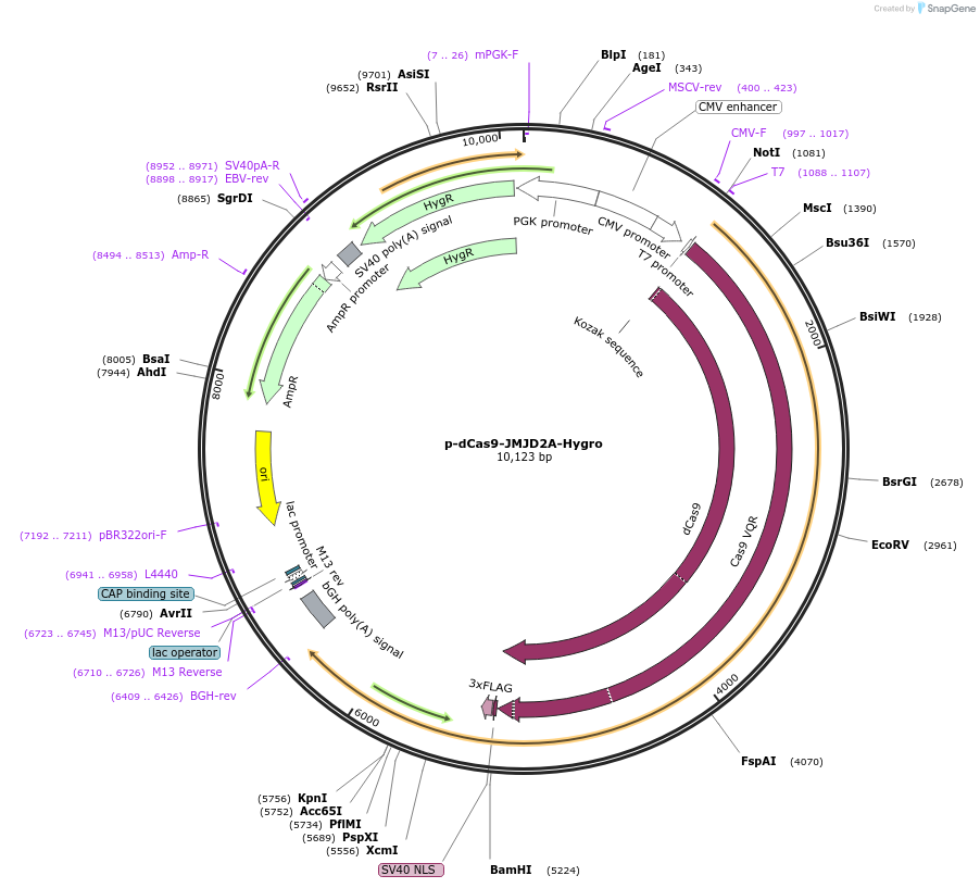 104410-plasmid-map-sequence-id-204464
