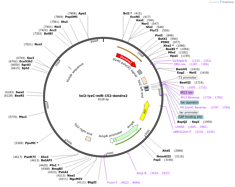 105440-plasmid-map-sequence-id-204472