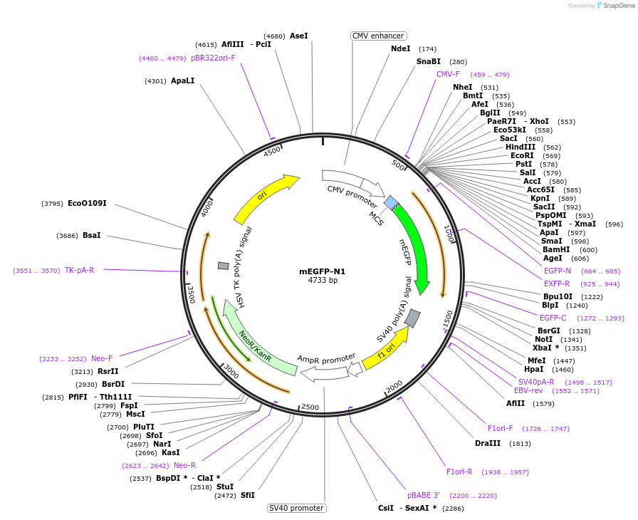 54767-plasmid-map-sequence-id-204493